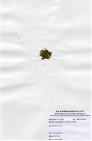 藏品(布氏藻)的圖片